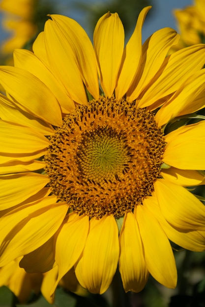 Bellissimo girasole all'aperto ancora in vita