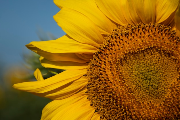 Bellissimo girasole all'aperto ancora in vita