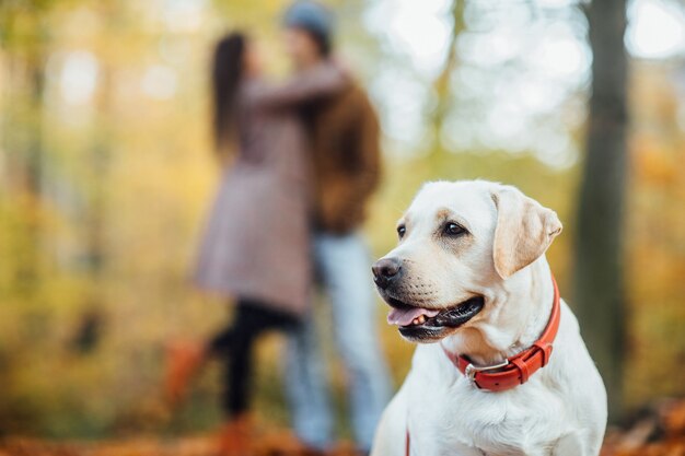 Bellissimo golden retriver in posa nella foresta autunnale, dietro la coppia in piedi