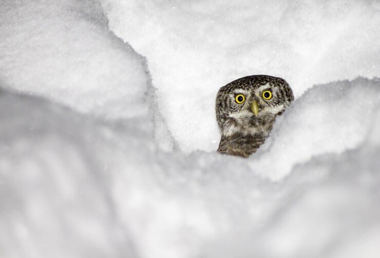 Bellissimo gufo nella neve