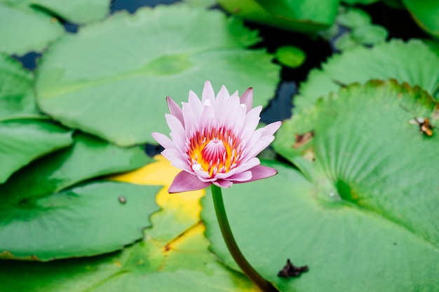 bellissimo loto in piscina