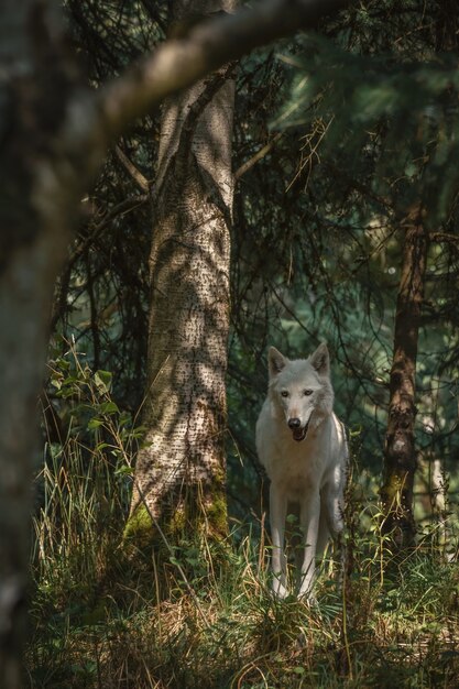Bellissimo lupo bianco nella foresta