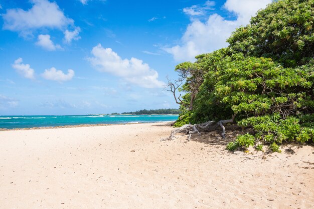 Bellissimo oceano che colpisce la spiaggia sabbiosa di Oahu Island, Hawaii