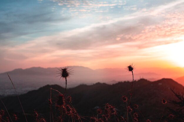 Bellissimo paesaggio al tramonto con alberi