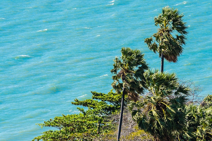 Foto gratuito bellissimo paesaggio all'aperto di mare e spiaggia con palme da cocco