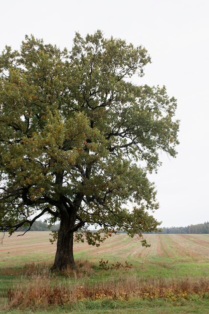 Bellissimo paesaggio autunnale