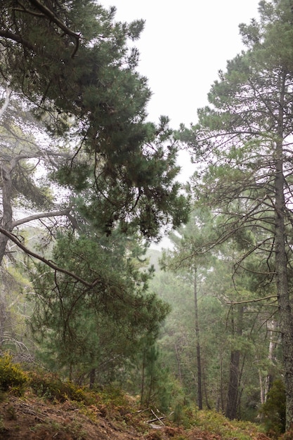 Bellissimo paesaggio con alberi ad alto fusto