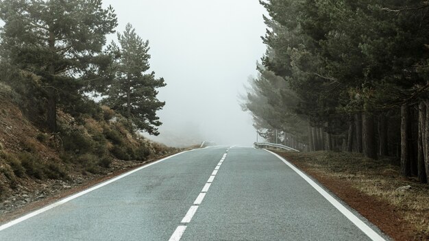 Bellissimo paesaggio con alberi e strada