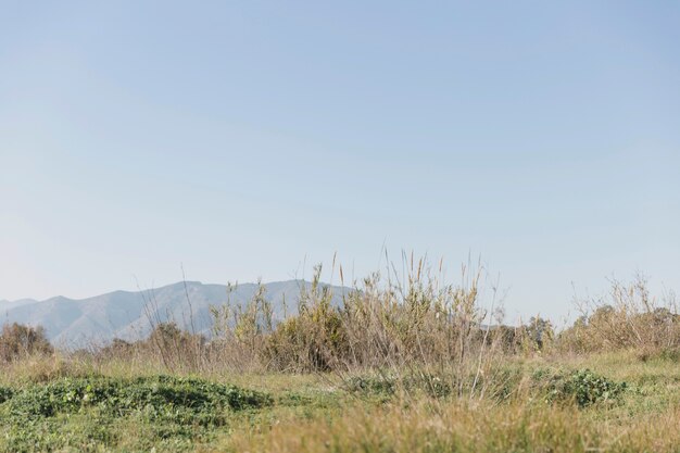 Bellissimo paesaggio con erba e colline