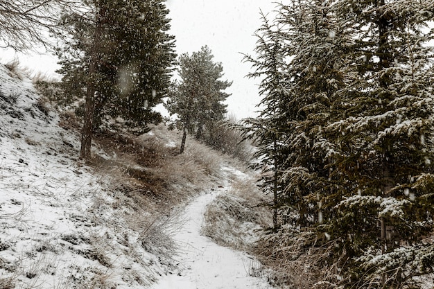 Bellissimo paesaggio con fiocchi di neve