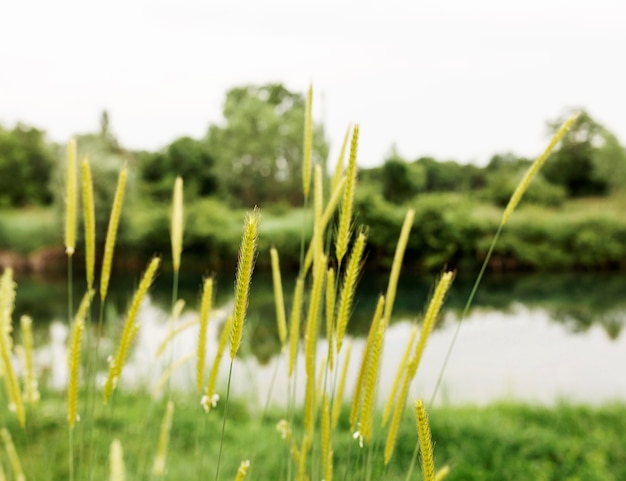 Bellissimo paesaggio con fiume