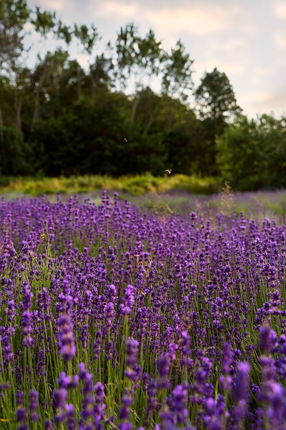 Bellissimo paesaggio con lavanda