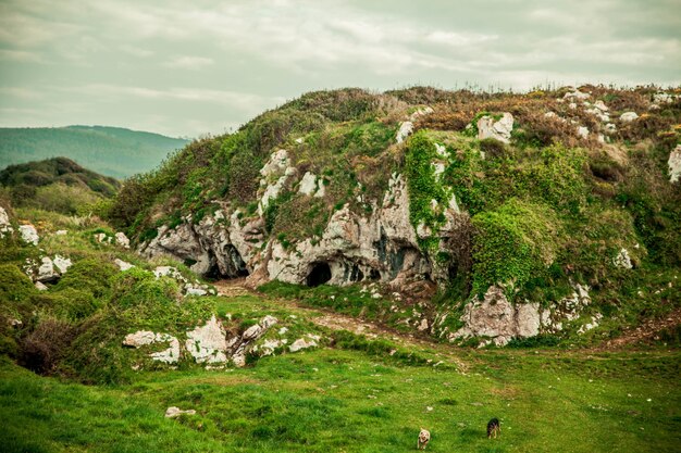 Bellissimo paesaggio con rocce ricoperte di verde, grotte e cani