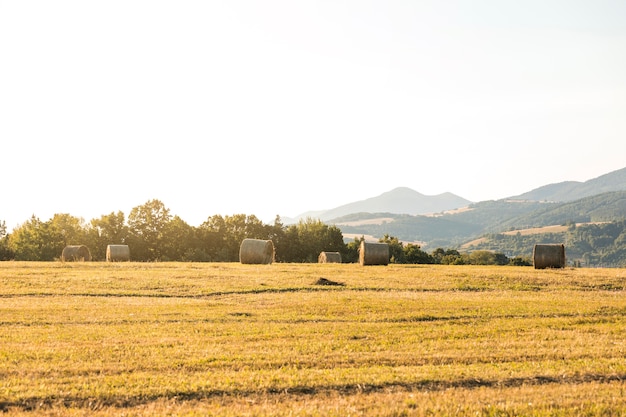 Bellissimo paesaggio con rotoli di fieno in campo