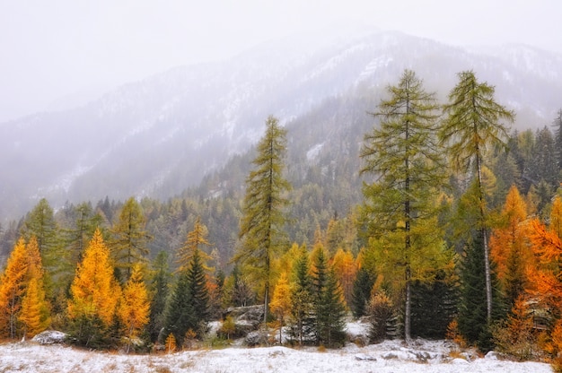 Bellissimo paesaggio di alberi autunnali durante l'inverno