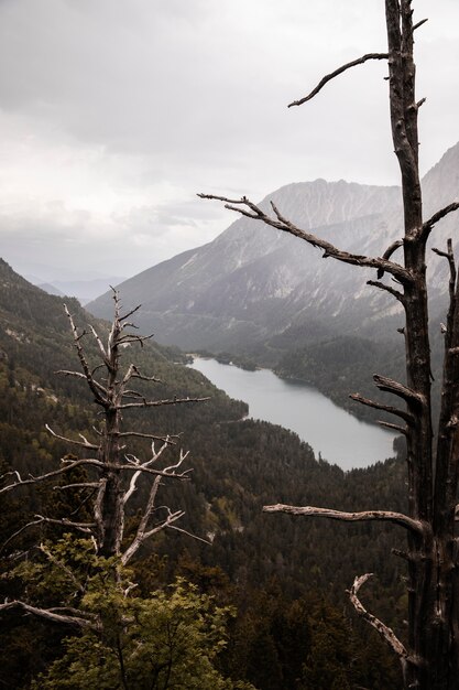 Bellissimo paesaggio di foresta di montagna