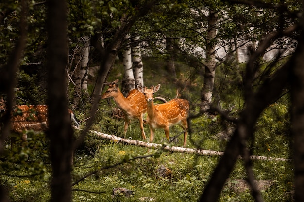 Bellissimo paesaggio di foresta di montagna