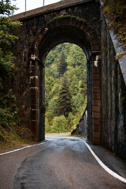 Bellissimo paesaggio di foresta di montagna