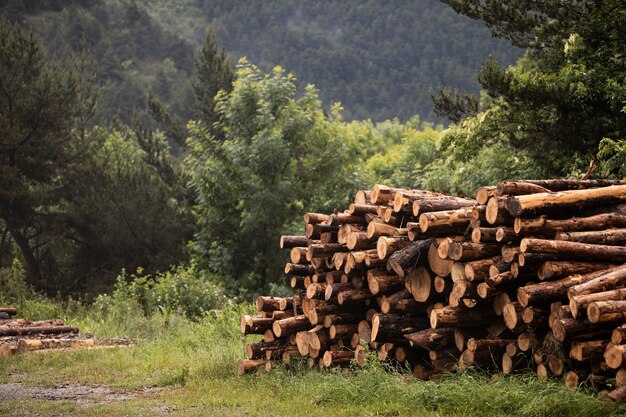 Bellissimo paesaggio di foresta di montagna