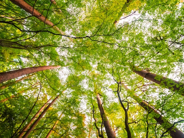 Bellissimo paesaggio di grande albero nella foresta con vista bassa angelo