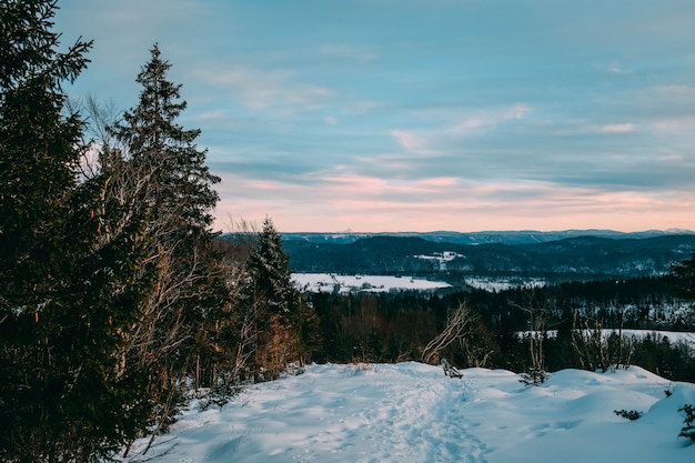 Bellissimo paesaggio di una foresta coperta di neve sotto un cielo nuvoloso durante il tramonto