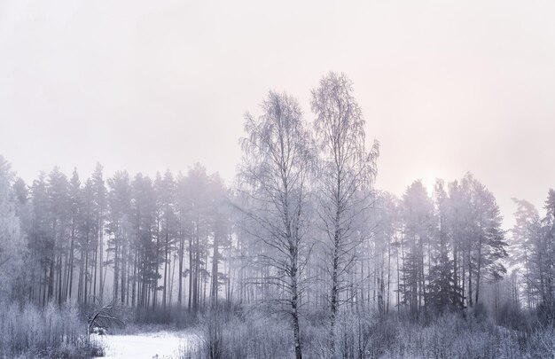 Bellissimo paesaggio invernale. Bosco innevato al mattino presto