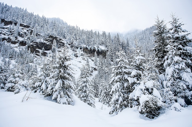 Bellissimo paesaggio invernale con alberi sotto la neve pesante. Scenario magico