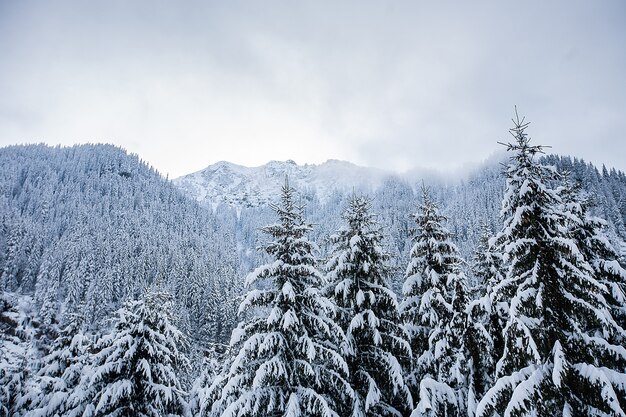 Bellissimo paesaggio invernale con alberi sotto la neve pesante. Scenario magico