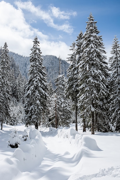 Bellissimo paesaggio invernale con alberi sotto la neve pesante. Scenario magico