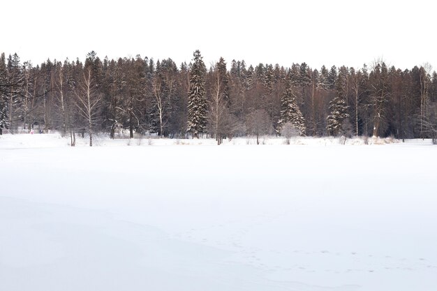 Bellissimo paesaggio invernale con alberi
