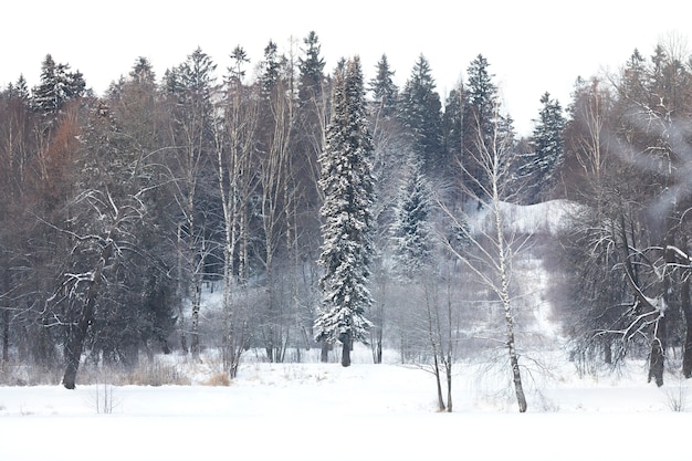 Bellissimo paesaggio invernale con foresta