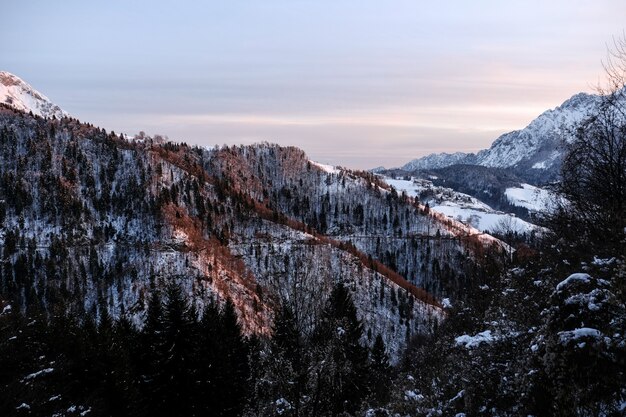 Bellissimo paesaggio invernale di un pendio di montagna ricoperto di alberi alpini