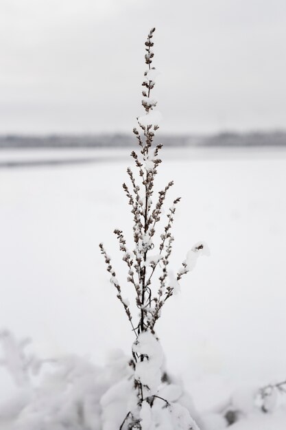 Bellissimo paesaggio invernale