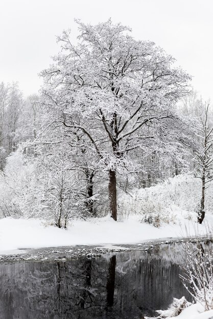 Bellissimo paesaggio invernale