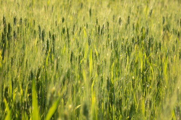 Bellissimo paesaggio naturale con erba