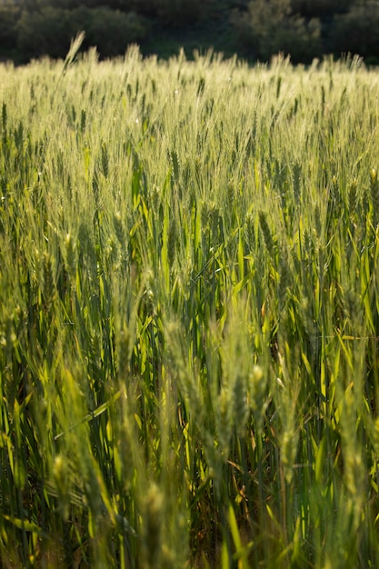 Bellissimo paesaggio naturale con erba