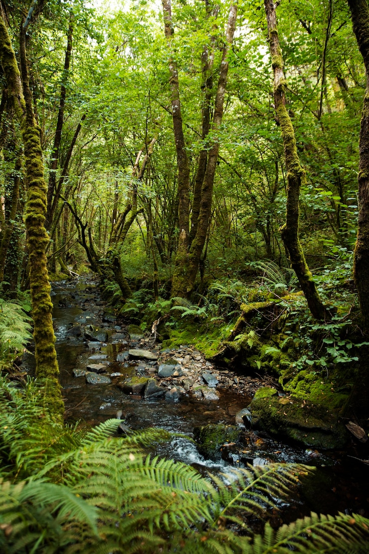 Foto gratuito bellissimo paesaggio naturale della foresta