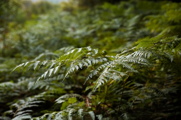 Bellissimo paesaggio naturale della foresta