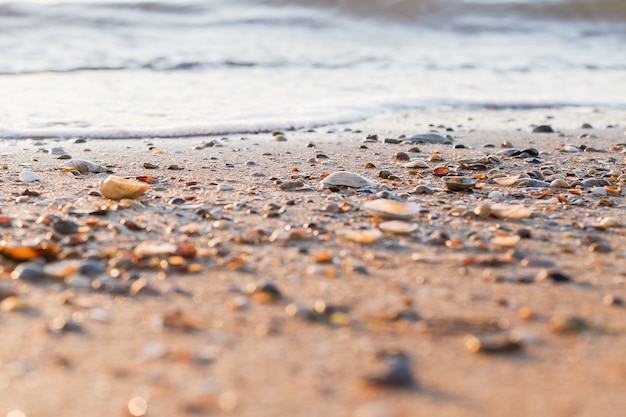 Bellissimo paesaggio oceanico e conchiglie