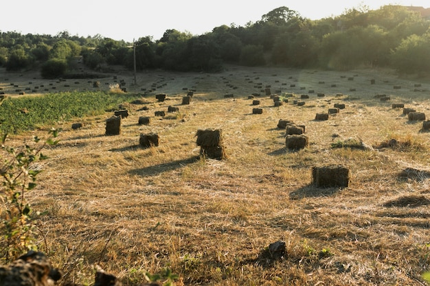 Bellissimo paesaggio pieno di covoni di fieno