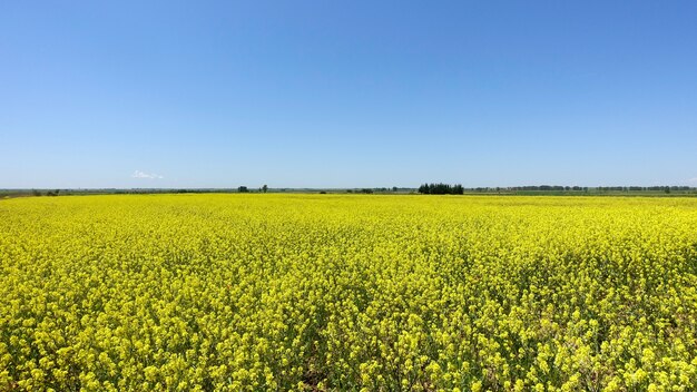 Bellissimo paesaggio primaverile con un campo giallo brillante di fiori di colza