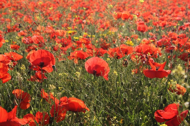 Bellissimo paesaggio primaverile