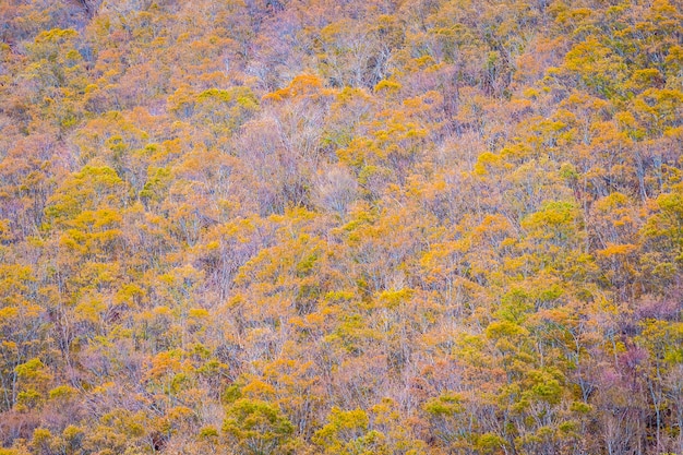 Bellissimo paesaggio un sacco di albero con foglia colorata intorno alla montagna