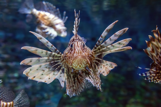 Bellissimo pesce leone in bilico a metà acqua a caccia di piccole prede in acqua blu