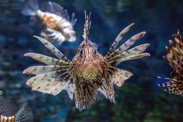 Bellissimo pesce leone in bilico a metà acqua a caccia di piccole prede in acqua blu