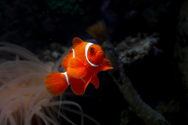 bellissimo pesce pagliaccio colorato su piedi di corallo