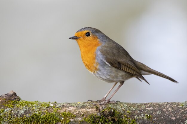 Bellissimo pettirosso europeo in piedi su un ramo coperto di muschio di un albero