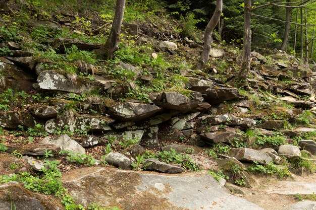 Bellissimo pezzo di foresta alla luce del giorno