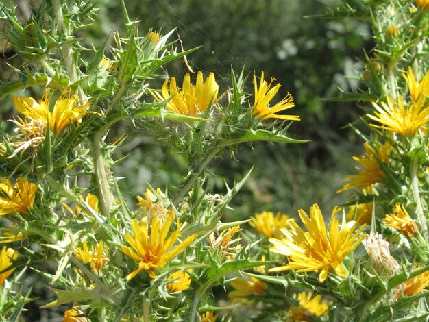 Bellissimo primo piano della vegetazione arbustiva con fiori e spine