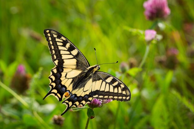 Bellissimo primo piano di una farfalla gialla a coda di rondine appollaiata sui fiori in un campo